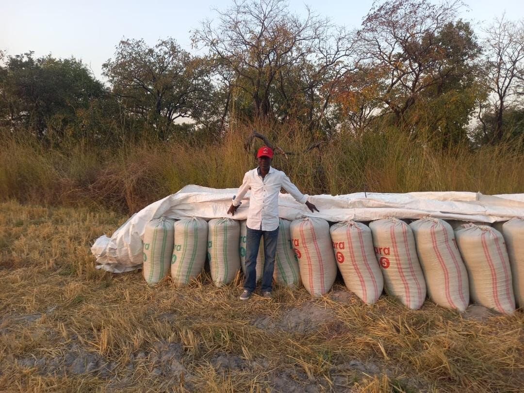 A farmer with harvested grain in the field